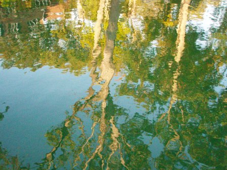 Trees reflecting in the water